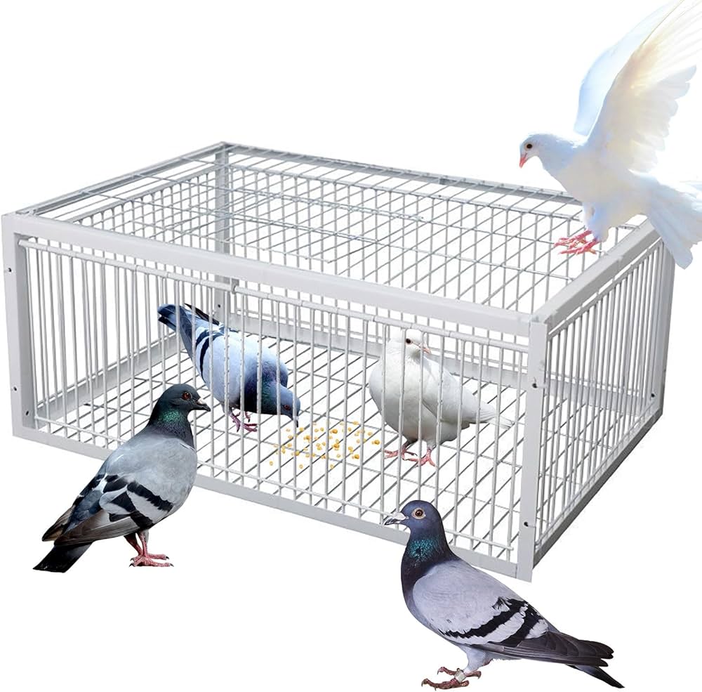 le Bon Piège à Pigeon