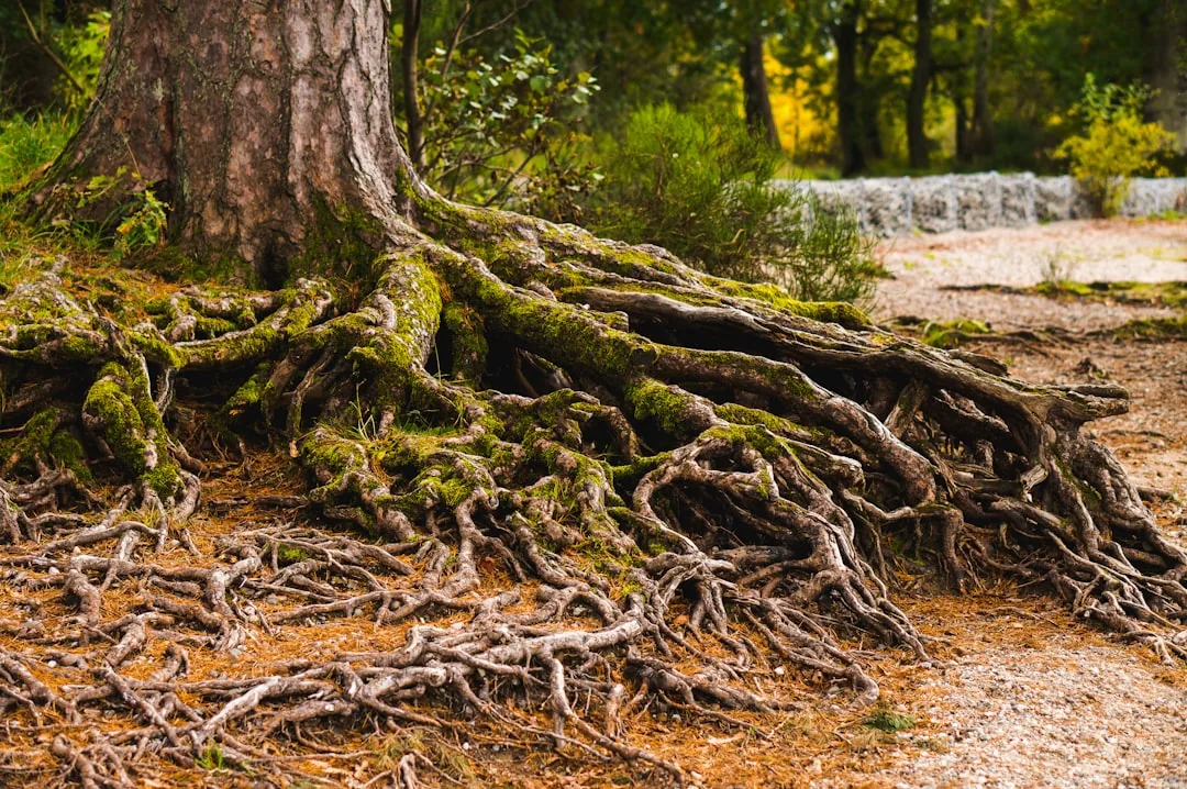 Racines d’arbres envahissant une canalisation enterrée