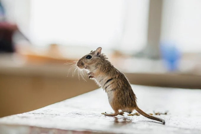 Tuer les Souris